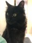 Arya (12)